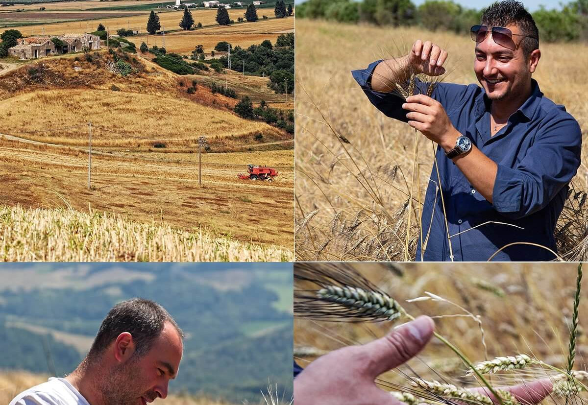 Trucioli Senatore Cappelli - artigianale, BIO, grani antichi 500g. €3.7 AmoreTerra